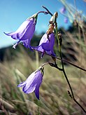 CAMPANULA ROTUNDIFOLIA - ELS FORATS - IB-723 (Campaneta) .JPG