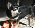 A black and tan smooth-coated Chihuahua.