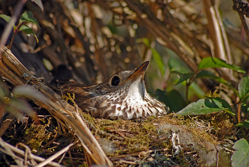 File:CNP 3675 f - Mistle Thrush (7250601808).jpg