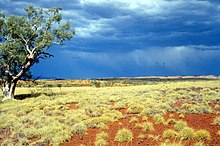 Hummock grassland CSIRO ScienceImage 1446 Spinifex Plain.jpg