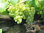 Cacho de uvas da Casta Verdelho.JPG