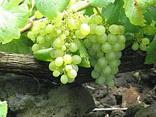 Cacho de uvas da Casta Verdelho.JPG