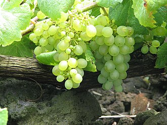 Verdelho in Portugal Cacho de uvas da Casta Verdelho.JPG