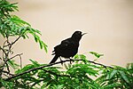 Cacicus haemorrhous -perching on branch-8.jpg