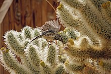 Wren cacto voador na frente de cacto cholla