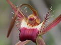 Caladenia ferruginea Labellum