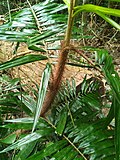 Hình thu nhỏ cho Calamus australis