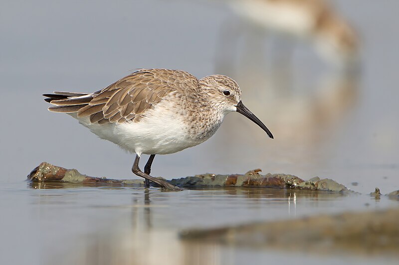 File:Calidris ferruginea, winter adult, Pak Thale.jpg