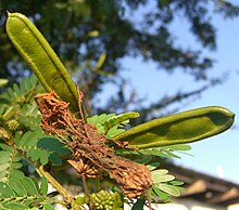 Fruit Calliandra surinamensis (4).jpg