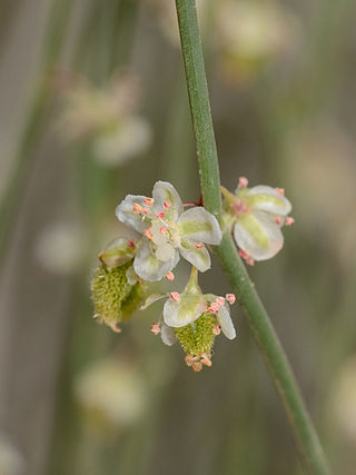 <i>Calligonum comosum</i> Species of plant in the family Polygonaceae