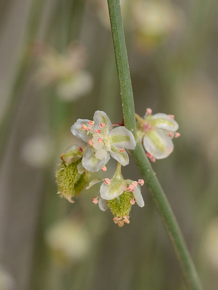 File:Calligonum comosum flower 1.jpg
