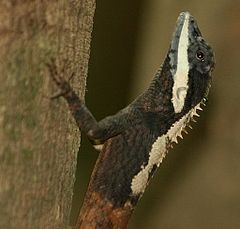 Description de l'image Calotes ceylonensis at Kandalama.jpg.