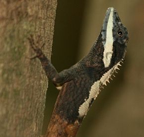 Descrição da imagem Calotes ceylonensis em Kandalama.jpg.