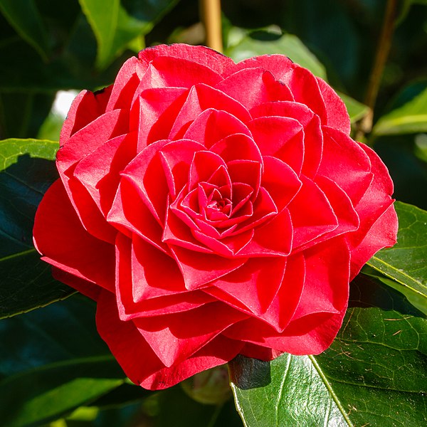 File:Camellia × williamsii 'Roger Hall'. 31-03-2020. (actm.) 01.jpg