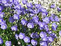 * Nomination Carpathian harebell (Campanula carpatica). Main Botanical Garden of Academy of Sciences in Moscow. --Kor!An 15:22, 9 June 2013 (UTC) * Decline Blurry at the bottom. --Mattbuck 19:26, 16 June 2013 (UTC)