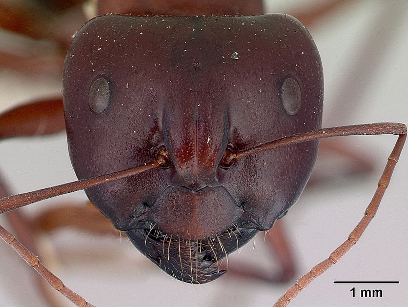 File:Camponotus aurocinctus casent0172173 head 1.jpg