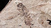 Camponotus fuscipennis paratype queen, Eocene Florissant Formation Camponotus fuscipennis UCM17015 entire.jpg