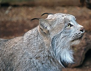 Canadian lynx portrait photo