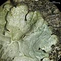 Canoparmelia crozalsiana