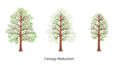 Canopy-tree-reduction3fullcolor650x350.png