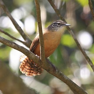 <span class="mw-page-title-main">Buff-breasted wren</span> Species of bird