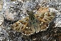 Carcharodus orientalis Oriental Skipper Şark Zıpzıpı