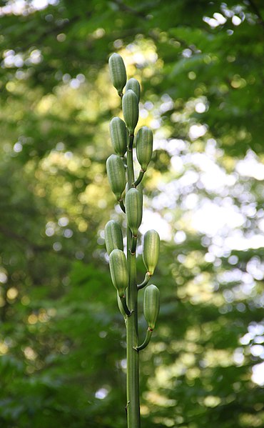 File:Cardiocrinum giganteum fruit Rogów.jpg