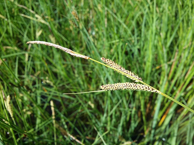 File:Carex nigra sl25.jpg