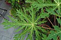 Carica papaya Top Leaf 3008px.jpg