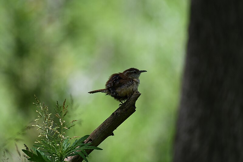 File:Carolina wren cromwell valley 6.1.20 DSC 4492.jpg