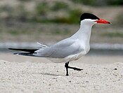 Caspian Tern (Hydroprogne caspia) RWD.jpg