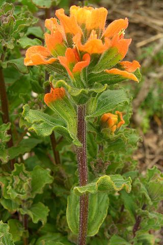 <i>Castilleja latifolia</i> Species of flowering plant