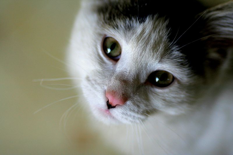 File:Cat Cute.JPG
