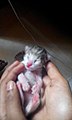 Cats kitten in my hand.jpg