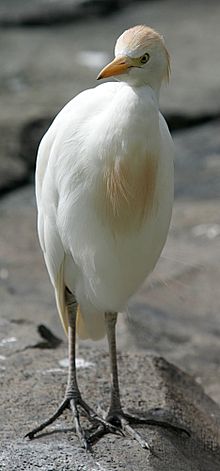 Сиыр Egret.jpg