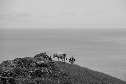Cattle on a field overlooking the ocean, Santa Maria, Azores, Portugal