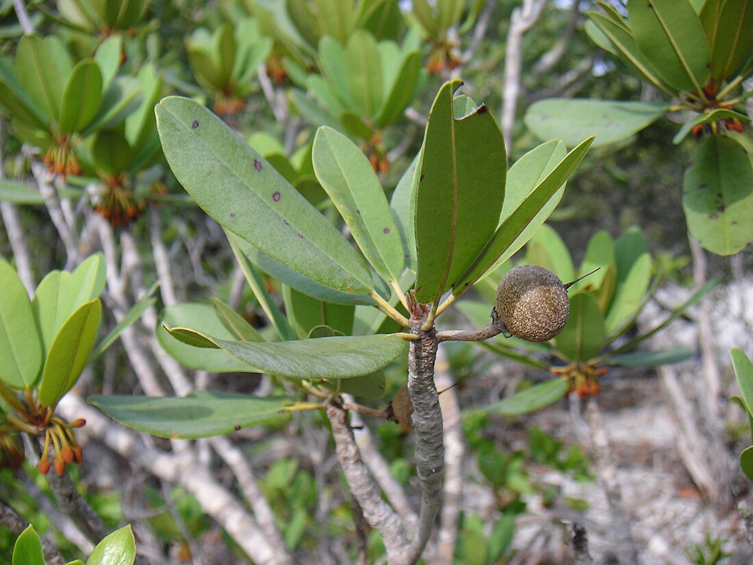 Manilkara roxburghiana