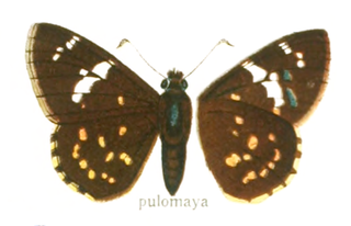 <i>Celaenorrhinus pulomaya</i> Species of butterfly