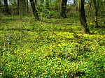 Vignette pour Sous-bois