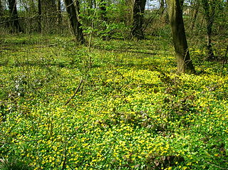 Understory Layer of plant life growing above the shrub layer and below the canopy