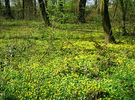 Lesser celandine (Ficaria verna) on forest floor in spring