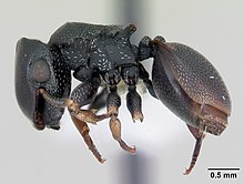 Cephalotes minutus casent0173691 profile 1.jpg