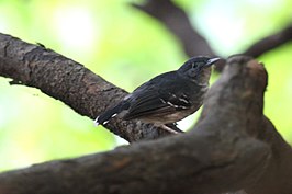 Matogrossomiervogel