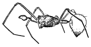 <i>Cerocida</i> Genus of spiders