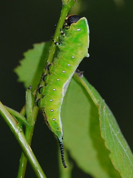 File:Cerura vinula 001.JPG