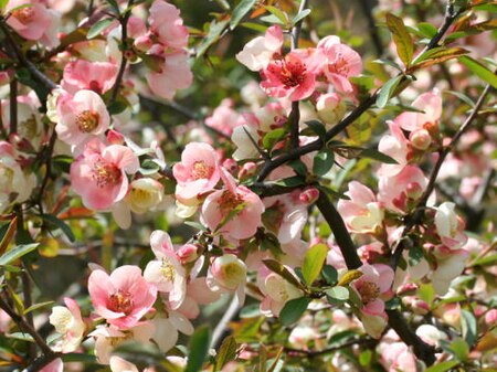 Chaenomeles_cathayensis