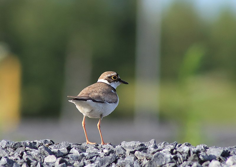 File:Charadrius dubius Oulu 20180629 06.jpg