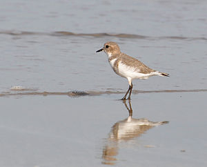 Charadrius falklandicus nonbreeding.jpg