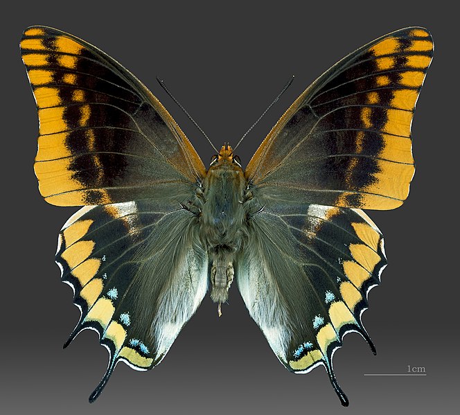 File:Charaxes jasius MHNT CUT 2013 3 12 male Roquebrun 34 Dorsal.jpg