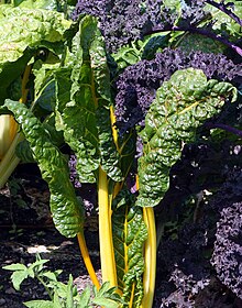 Yellow-stemmed chard (with purple-leaved kale). Chard3.jpg